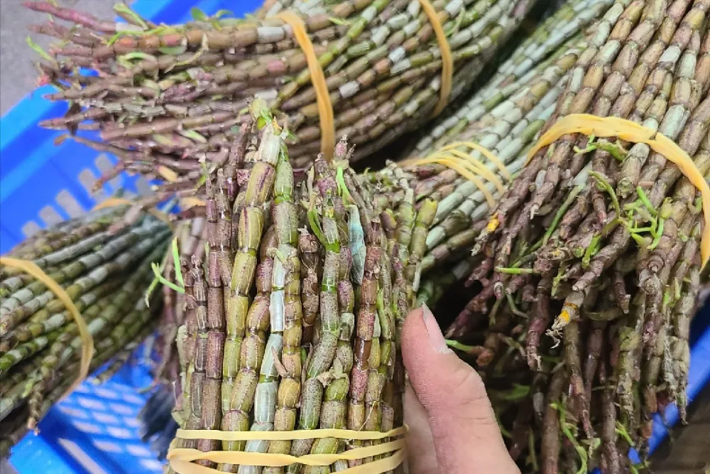 石斛种植技术视频_视频种植石斛技术大全_视频种植石斛技术教程