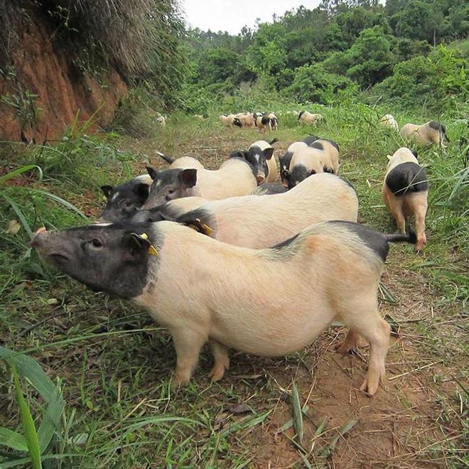 养殖致富项目养殖香猪_香猪养殖致富经_养殖香猪的成本和利润