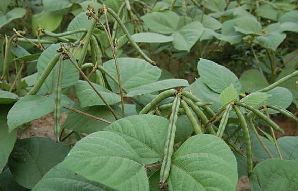 小红豆种植方法_红小豆种植视频_红小豆怎样种植技术