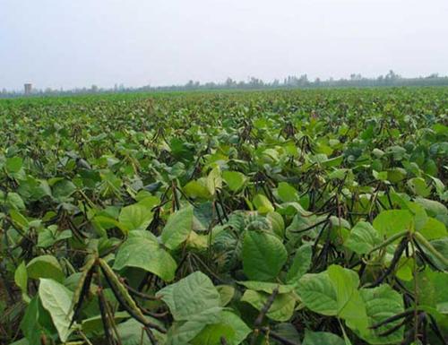 红小豆种植视频_小红豆种植方法_红小豆怎样种植技术