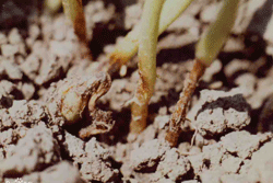 红小豆种植视频_红小豆怎样种植技术_小红豆种植方法