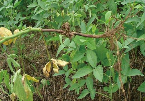 红小豆怎样种植技术_小红豆种植方法_红小豆种植视频