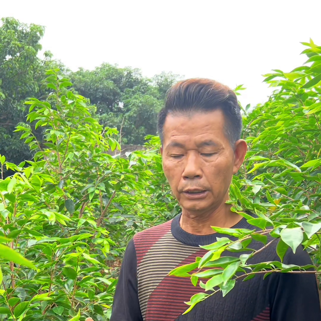 奇楠沉香种植管理知识分享，奇楠在什么情况下要修枝呢？#沉香