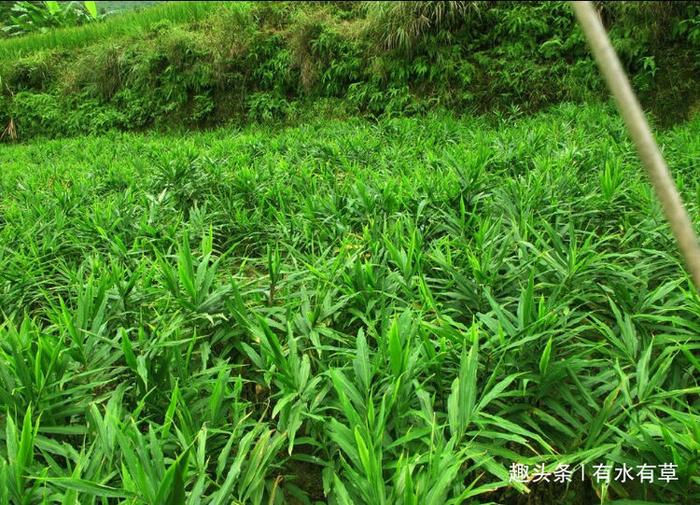 农村种植生姜，老农有诀窍，亩产4000斤，年入10万元