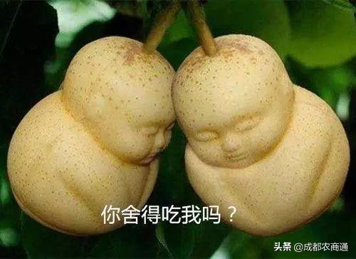 人参果的种植技术！
