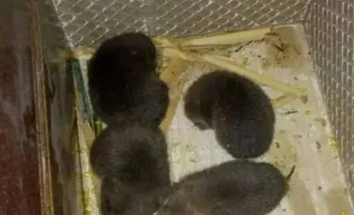 全面禁食野生动物以后，竹鼠还能养殖吗？怎么养？