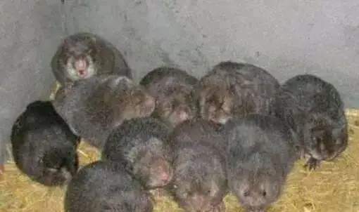 致富经桂林竹鼠养殖_桂林致富养殖竹鼠场地址_桂林致富养殖竹鼠基地地址