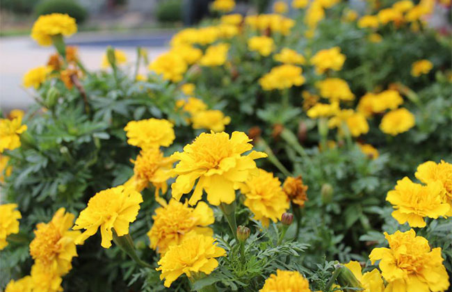 2019农村种植哪些花卉最赚钱?
