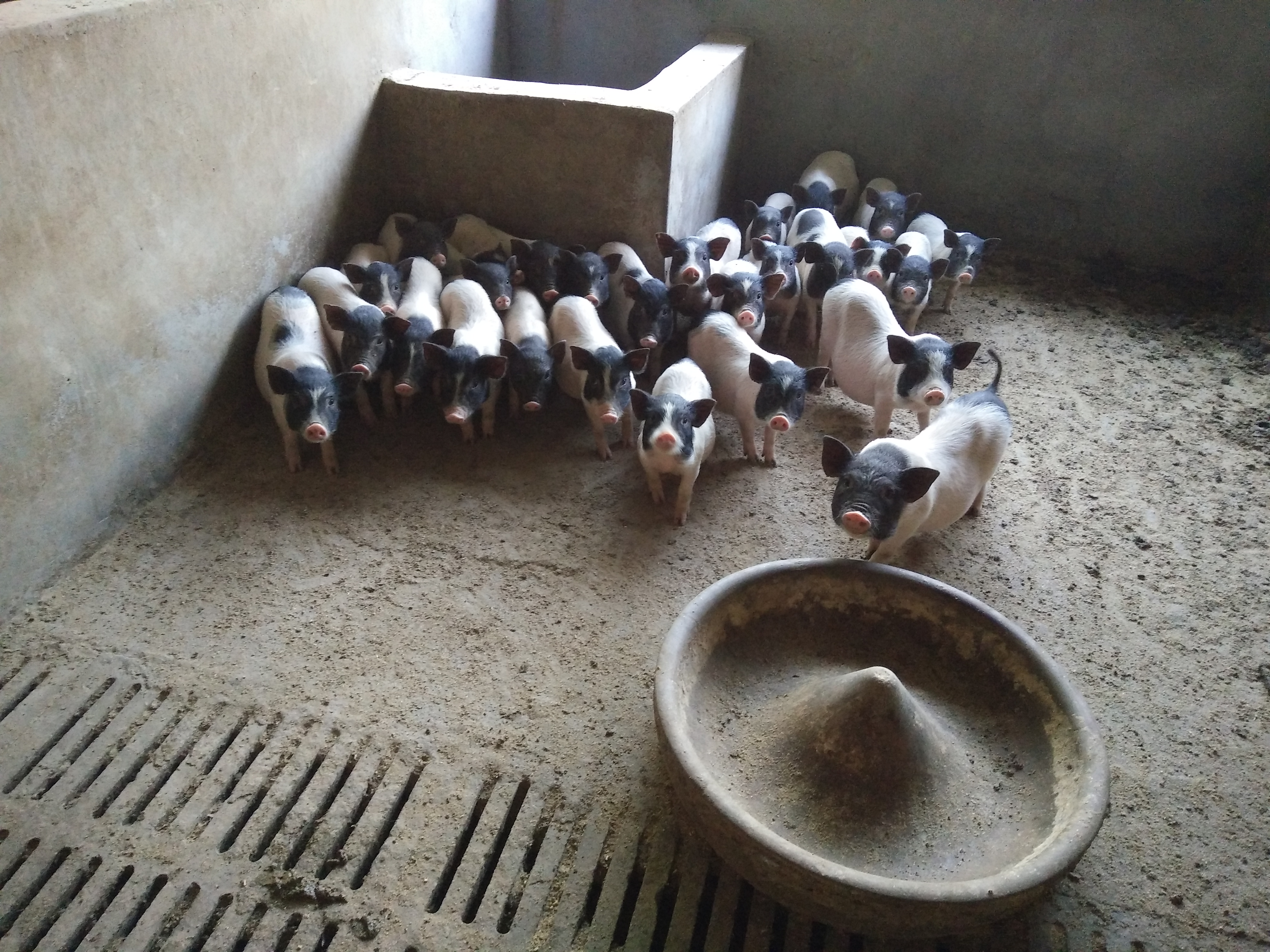 养殖致富香猪项目名称_养殖致富项目养殖香猪_养殖致富香猪项目介绍