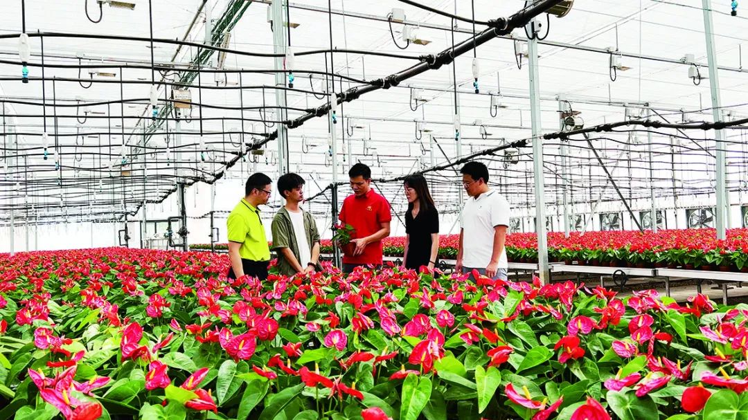 农村花草种植项目_适合农村创业致富花卉种植_农村小型种植花卉致富