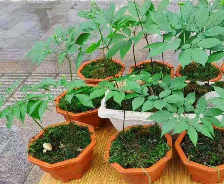 人参籽什么时候种植_人参籽几月份种植技术_人参种子怎么种植什么季节