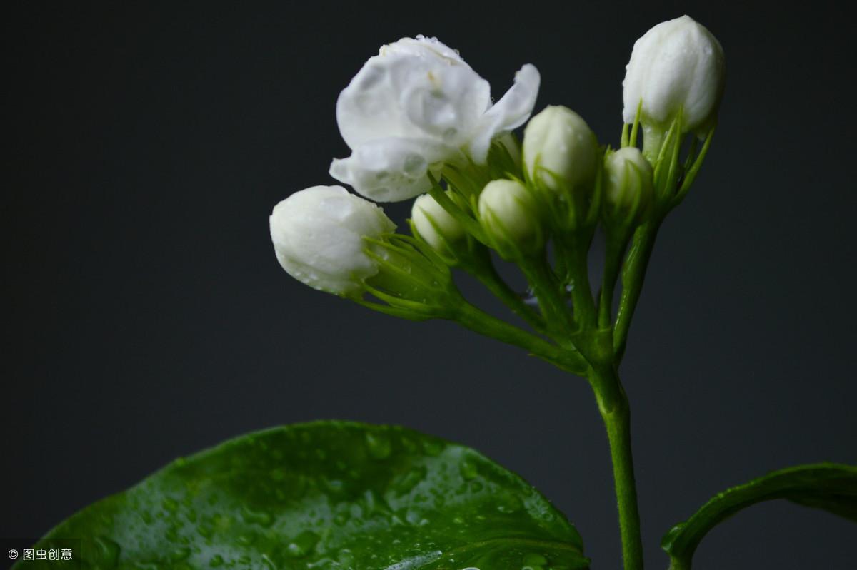 枺莉花的栽培方法_丽花养殖_苿莉花养殖技术