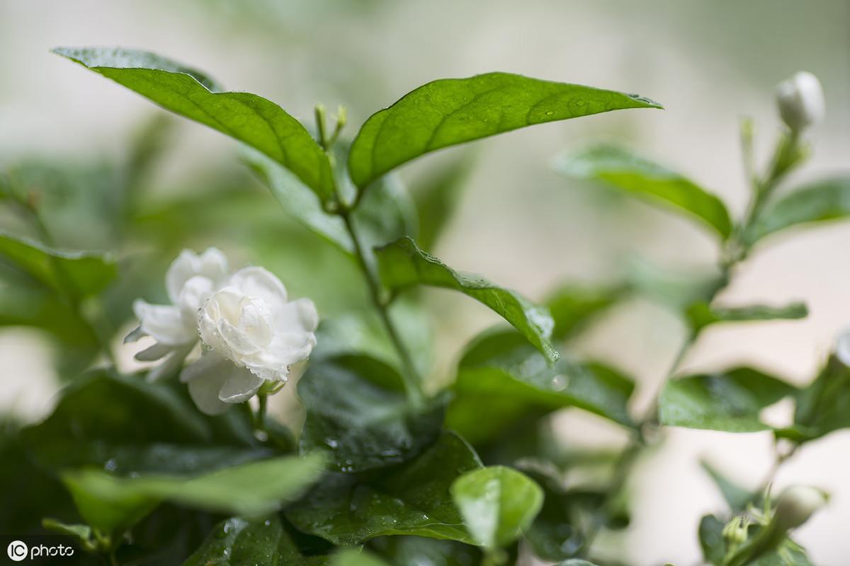 苿莉花养殖技术_丽花养殖_枺莉花的栽培方法