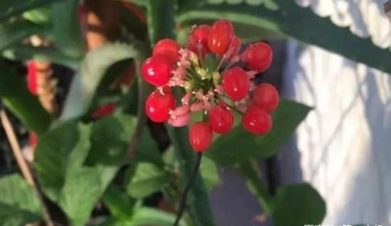 人参种子怎么种植什么季节_人参籽几月份种植技术_人参籽什么时候种植