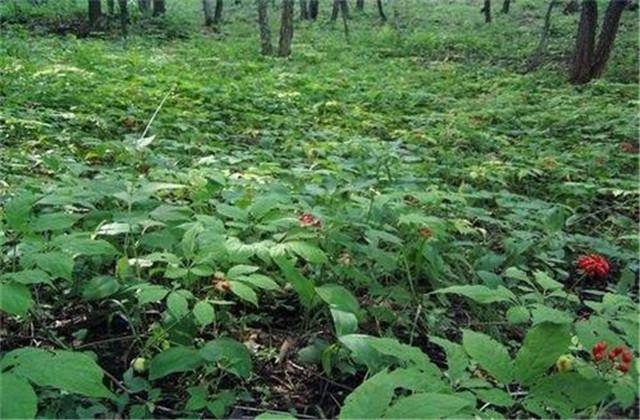 人参籽什么时候种下去最好_人参籽什么时候种植_人参籽几月份种植技术