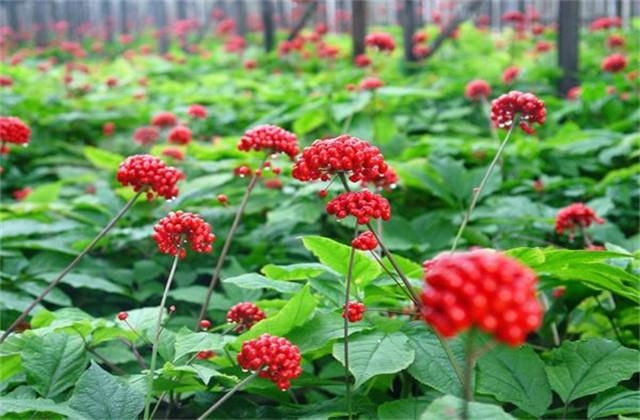 人参籽什么时候种下去最好_人参籽什么时候种植_人参籽几月份种植技术