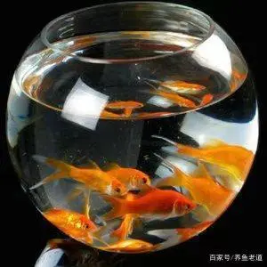 螺蛳怎么养殖技术_如何养殖螺蛳技术视频_养殖螺蛳技术有哪些