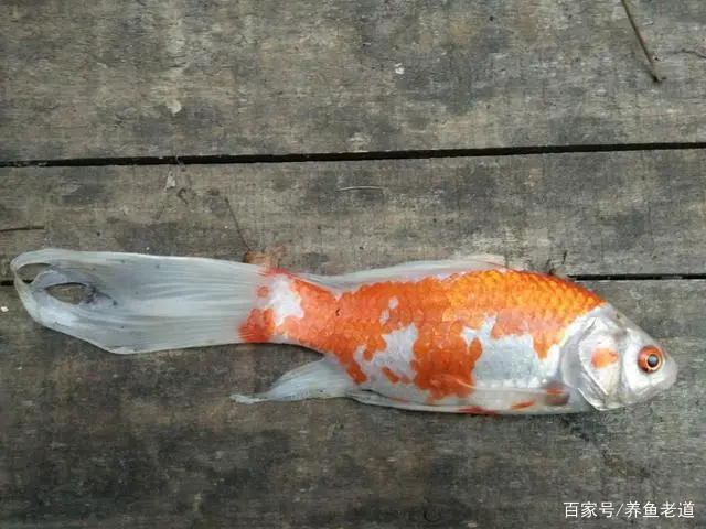 如何养殖螺蛳技术视频_养殖螺蛳技术有哪些_螺蛳怎么养殖技术