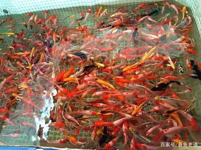螺蛳怎么养殖技术_养殖螺蛳技术有哪些_如何养殖螺蛳技术视频