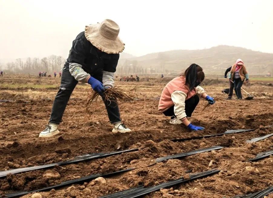 略阳种植黄芪致富_黄芪种植收益_黄芪种植收益及行情2020