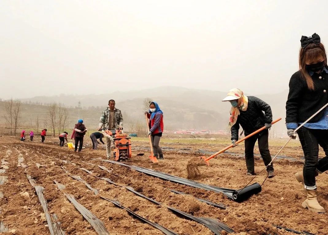 黄芪种植收益及行情2020_略阳种植黄芪致富_黄芪种植收益