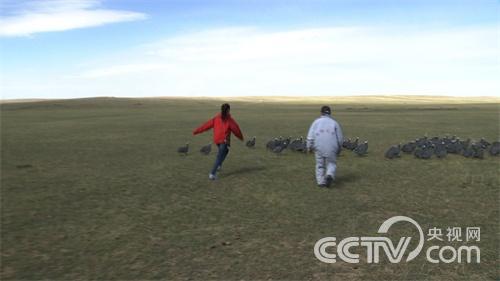 [致富经]靠牧鸡赚钱的人
