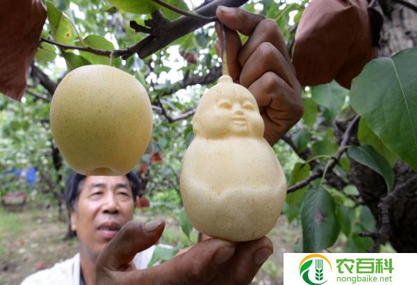 人参种植前景如何_人参前景种植果技术视频_人参果种植技术及前景