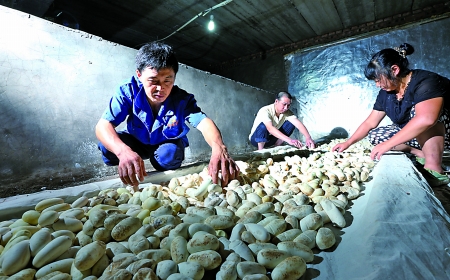 致富经养蛇徐顺富_致富经养毒蛇_《致富经》白领养蛇
