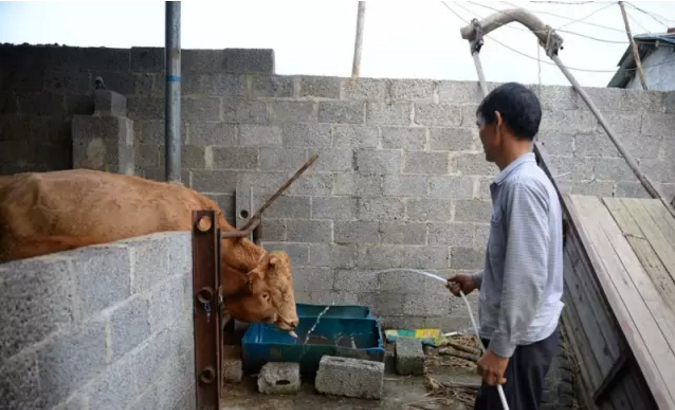 黄牛养殖致富经视频_黄牛养殖致富例_致富养殖黄牛例文