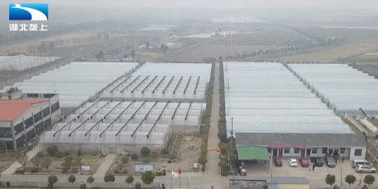 眉县种植致富_种植致富业_眉县种什么