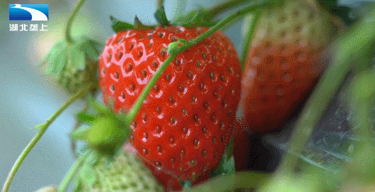 眉县种植致富_眉县种什么_种植致富业