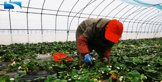 眉县种植致富_眉县种什么_种植致富业