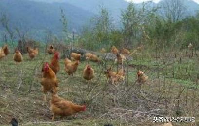 致富经土鸡养殖技术视频_农村土鸡养殖致富_农村养殖土鸡赚钱吗