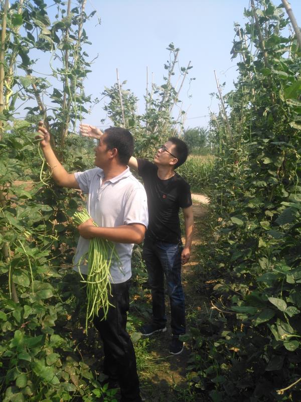 致富蔬菜种植道路怎么样_农村种植蔬菜致富方案_种植蔬菜致富道路