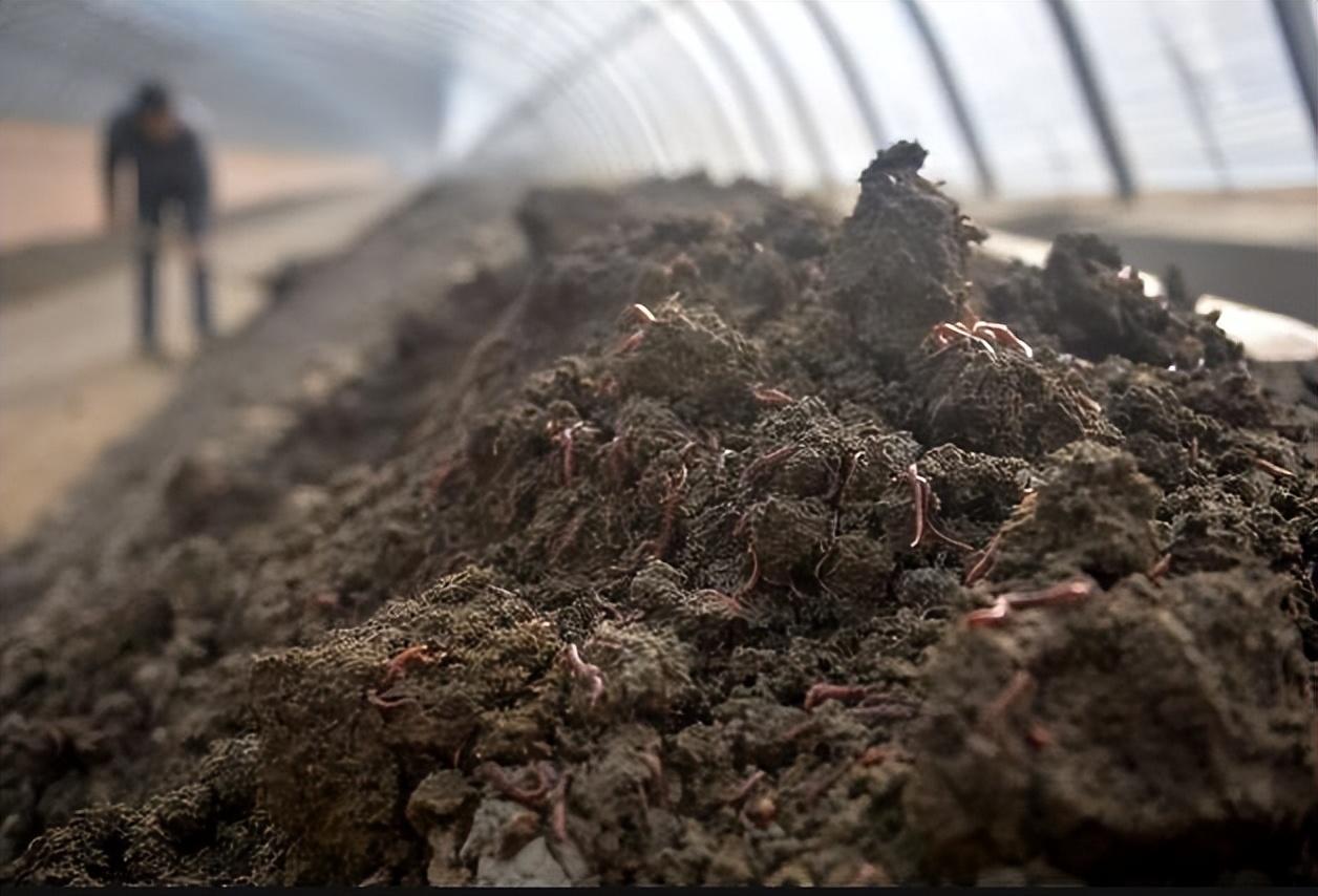生物养殖致富项目_致富养殖生物项目简介_致富养殖好项目