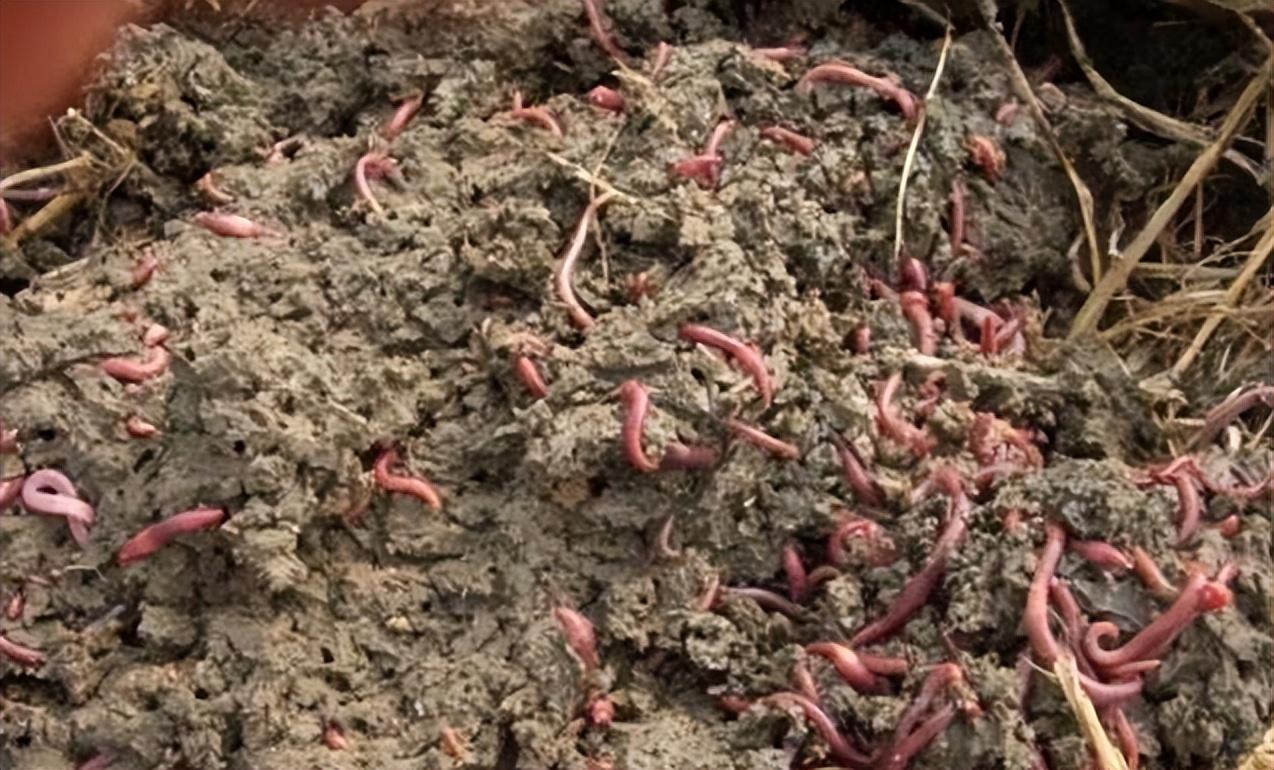致富养殖生物项目简介_生物养殖致富项目_致富养殖好项目