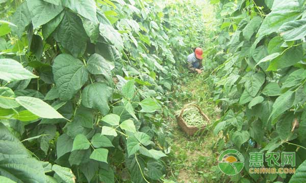 架豆高效栽培管理实用技术-图片版权归惠农网所有