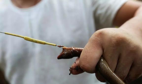 视频养殖泥鳅黄鳝技术教程_泥鳅黄鳝的养殖技术视频_泥鳅黄鳝养殖前景
