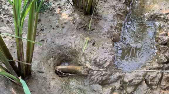 视频养殖泥鳅黄鳝技术教程_泥鳅黄鳝养殖前景_泥鳅黄鳝的养殖技术视频