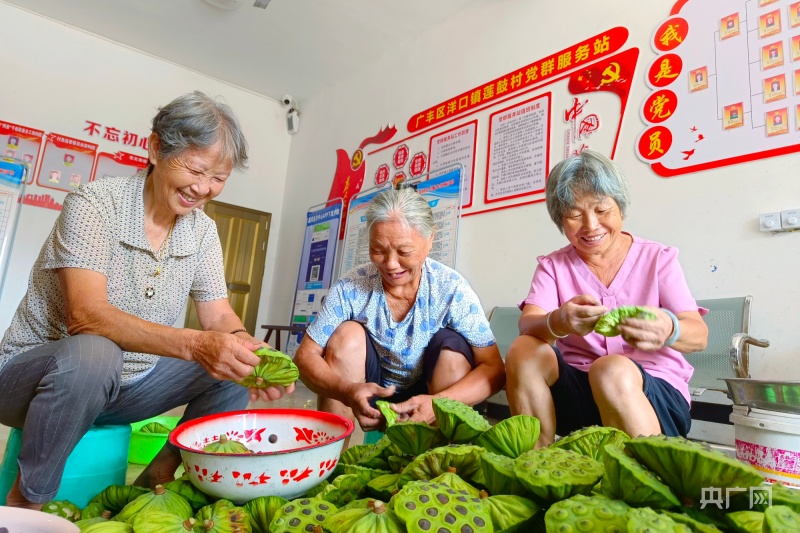 莲蓬种植技术视频_如何种植莲蓬_种植莲蓬致富方法