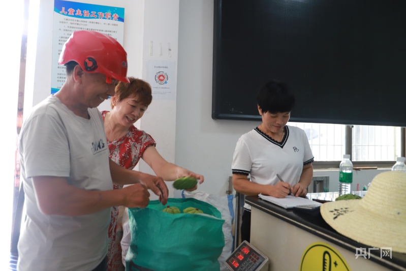 种植莲蓬致富方法_如何种植莲蓬_莲蓬种植技术视频