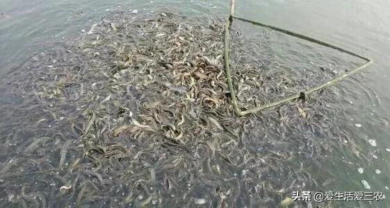 生物养殖致富项目_致富养殖生物项目简介_致富养殖好项目