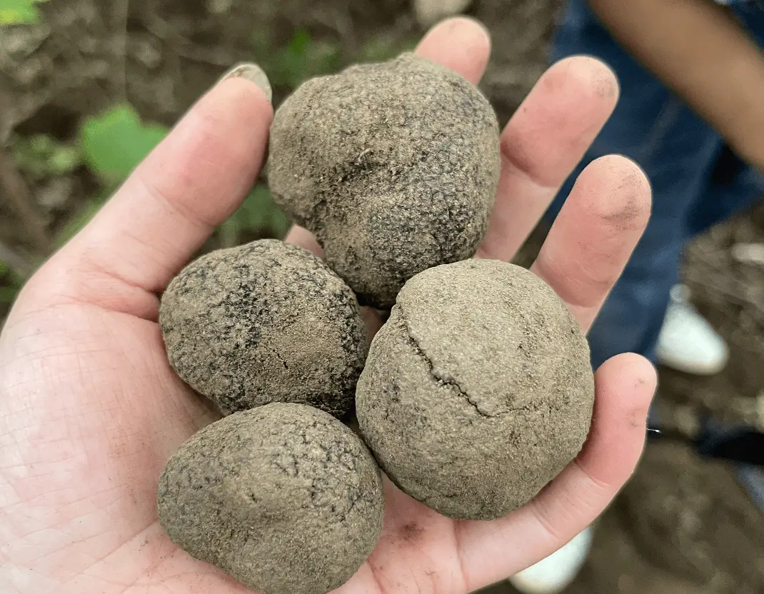 红蘑种植视频_红蘑种植技术_红蘑养殖蘑菇种植