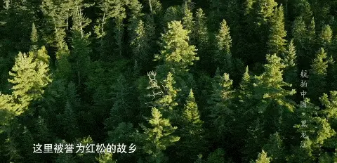 红蘑种植视频_红蘑养殖蘑菇种植_红蘑种植技术