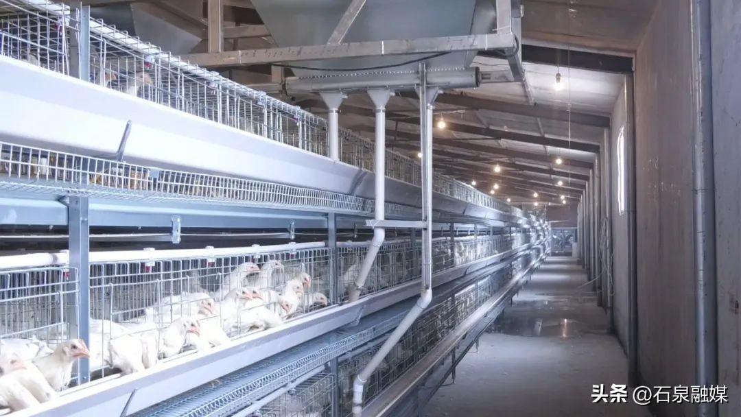 聚焦“三个年”活动丨杰鹏安生物科技园：用乳酸菌 黑水虻喂鸡 产出富硒鸡蛋
