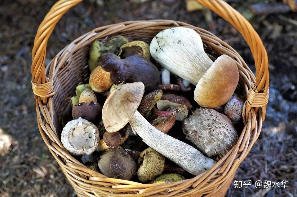 红蘑种植技术_红蘑种植技术哪里学_红蘑菇种植方法