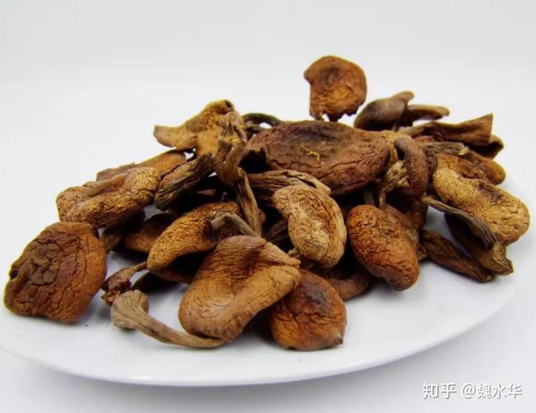 红蘑种植技术_红蘑种植技术哪里学_红蘑菇种植方法