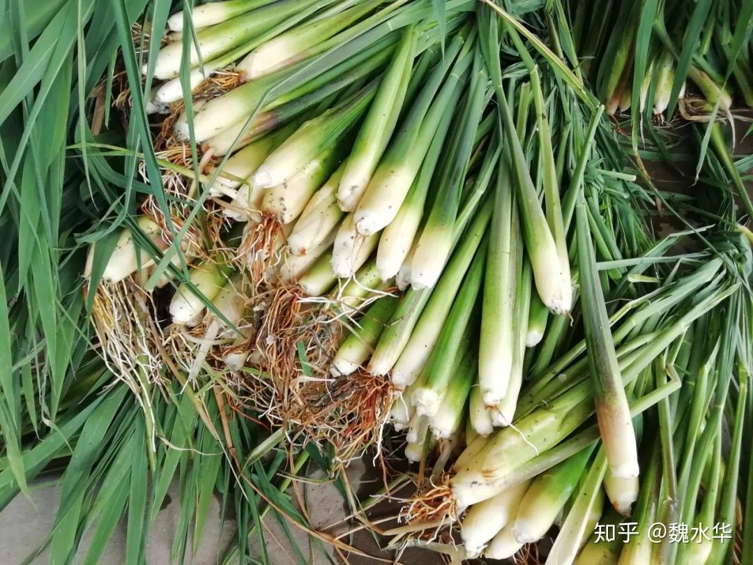 红蘑菇种植方法_红蘑种植技术_红蘑种植技术哪里学
