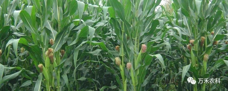 玉米种植技术时间要求_玉米种植时间和技术_玉米种植时间