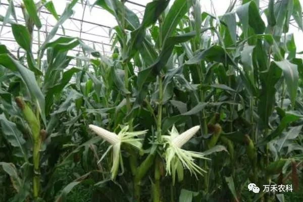 玉米种植时间和技术_玉米种植时间_玉米种植技术时间要求